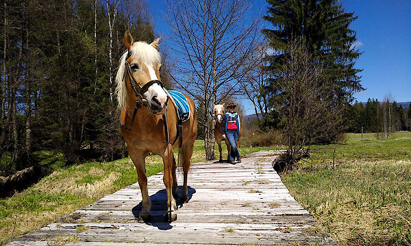 Reiten im Urlaub Bayerischer Wald